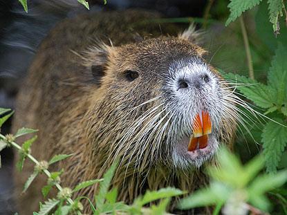 http://www.neobiota.at/neozoen/saeugetiere/nutria_pixelio.jpg